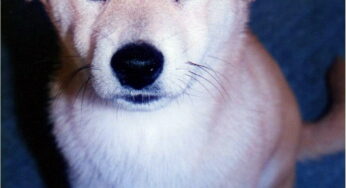 子犬の健康管理　（繁殖者編）
