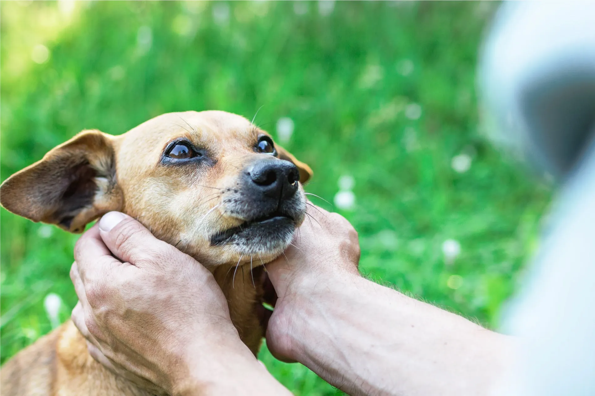 犬と人の触れ合い