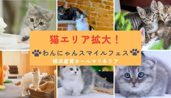 猫エリア拡大の告知画像