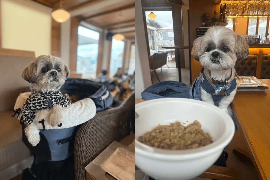 レストランで食事をする犬